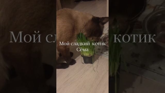 Все котики любят это!/Мой сиамский кот Сёма