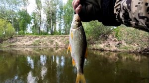 В поисках карася , поплавок.(Сузун) 28 мая 2023г. Но клюет другое.