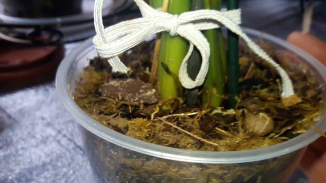 Моя Камбрия похоже дала новый росток. смотреть онлайн