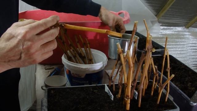 Укоренение черенков винограда 2019-1 смотреть онлайн