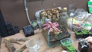 Элементарный фон для террариума? Это Кора