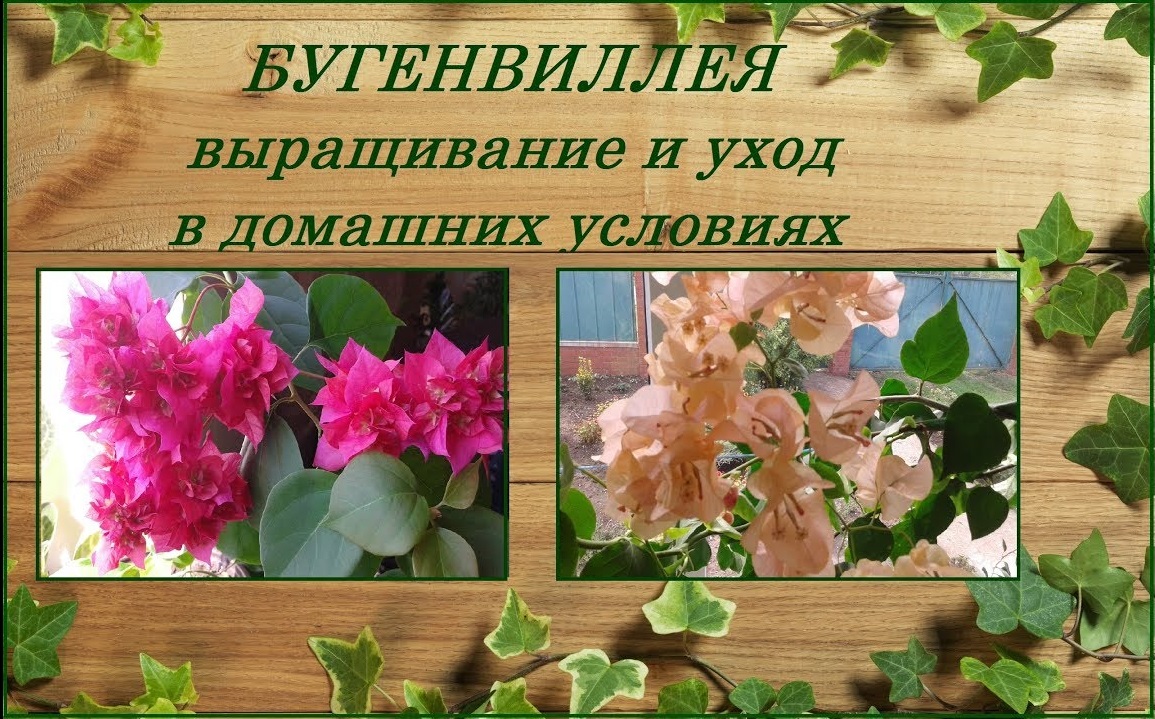 Бугенвиллея неприхотливая красавица, уход в домашних условиях смотреть онлайн