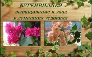 Бугенвиллея неприхотливая красавица, уход в домашних условиях