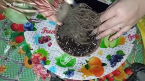 Пересадка цикламена.Весенняя пересадка комнатных растений.Часть 2.