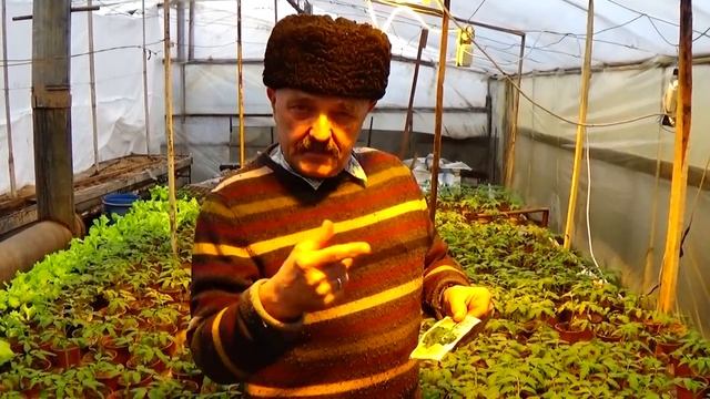 Как вырастить крепкую и толстую рассаду помидор?