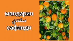 Уроки арабского языка египетским диалектом "фрукты"