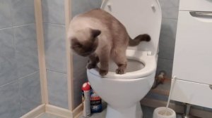 Как приучить кота к унитазу. Избавиться от запаха кошачьего туалета. Лоток для унитаза