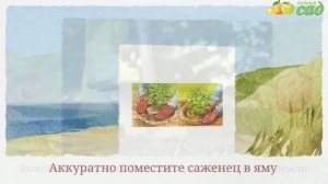 Посадка календулы - как правильно посадить календулу