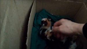 Бездомные котята:от рождения до месяца
