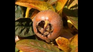 Сорта мушмулы