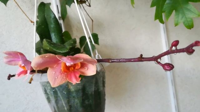 ПЕРВОЕ ЦВЕТЕНИЕ #ОРХИДЕИ ORANGE SORBET ИЛИ ....БЕЗ СЛЁЗ НЕ ВЗГЛЯНЕШЬ (??? смотреть онлайн