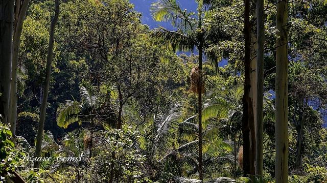 Пение птиц австралийского леса идеально подходят для размышления и медитации смотреть онлайн