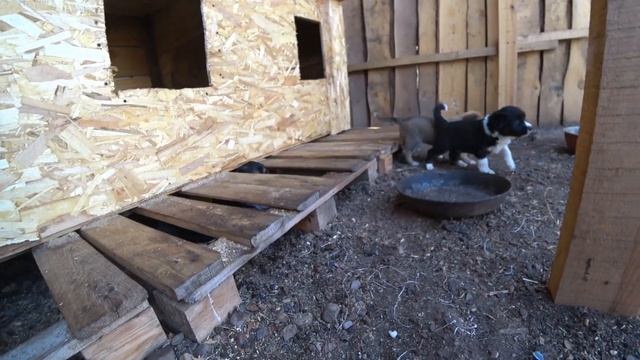 НАШИ ЛАПОЧКИ, НАШИ ХВОСТИКИ! СПАСИБО ВСЕМ КТО НАС ПОДДЕРЖИВАЕТ!! смотреть онлайн