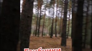 Грибы в Ростовской области, грибные места ростовской области, грибники ростовской области.