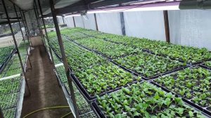 Продаю всё за копейки 😱Рассадный бизнес 🌱 Вегетка нн купить черенки
