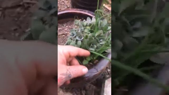 Decorative Planters & Containers смотреть онлайн