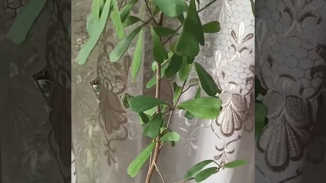 Фикус треугольный мини смотреть онлайн