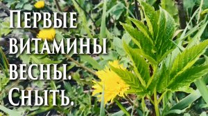 ?Первые витамины весны. Сныть.