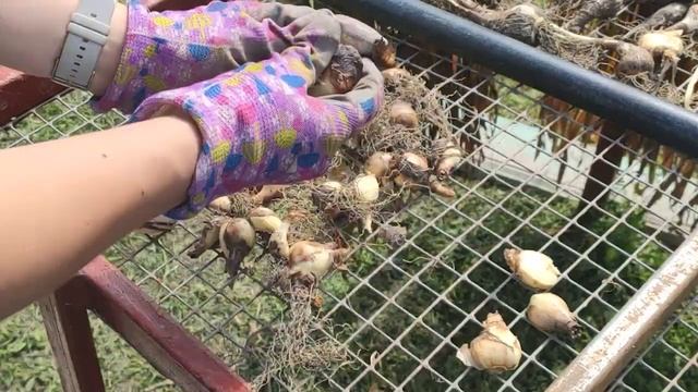 Выкапываем луковицы нарциссов правильно. Просушка луковиц и дальнейшее хранение перед посадкой. смотреть онлайн