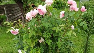 The Wedgwood Rose( Остин) ?