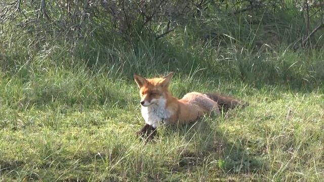 Лиса смотреть онлайн