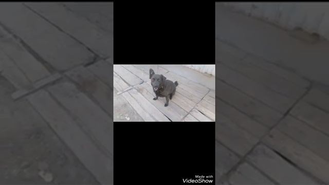 Ника-Слива смотреть онлайн