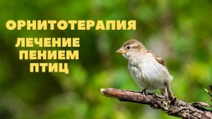 Орнитотерапия - лечение пением птиц