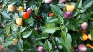 Пиковая дама, Декоративный перц - миниатюрный вечнозеленый кустарник