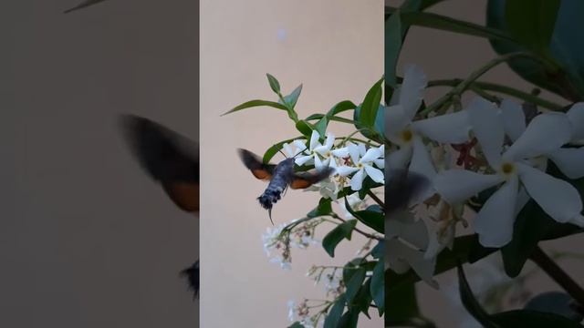 Farfalla colibrì .Бабочка колибри-бражник на кусте джельсомино.