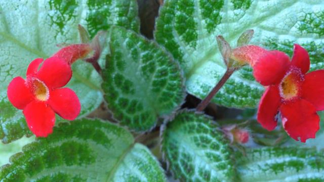 HANGING PLANTS - FLAME VIOLET (EPISCIA  CUPREATA)