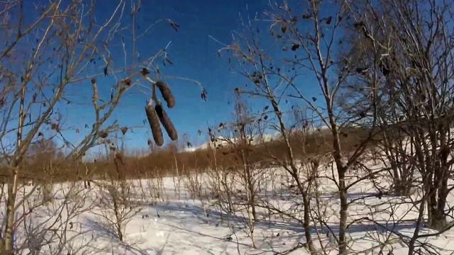 Охота на зайца. Следы на снегу и немного лебедей. смотреть онлайн