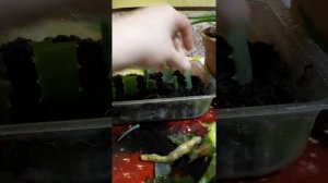 Процесс укоренения алоэ вера!!!