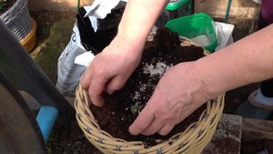 Эустома.  Апрель 2023.  Пересадка эустомы в горшок на ПМЖ