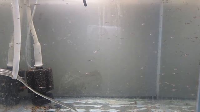 МАЛЁК ГОЛУБОГО ГУРАМИ ТРИ НЕДЕЛИ смотреть онлайн