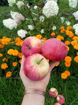 Осенняя подкормка сада.