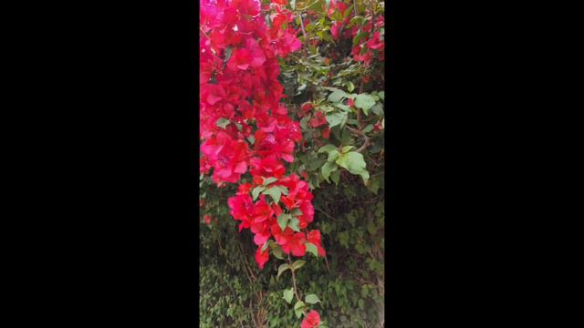 6.31Анна Каренина. смотреть онлайн