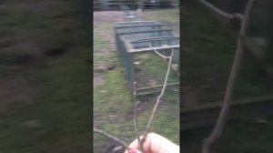 Размножаем красную сливу