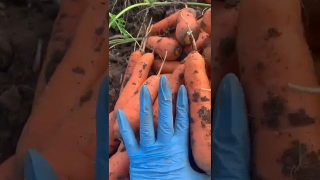 Морковь Абако Волгоградская область.