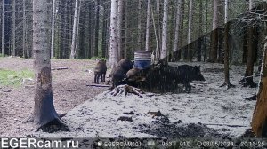 Кабаны. Как все поменялось за сутки ) 
Всегда свежие фото и видео с фотоловушек Егерькам.