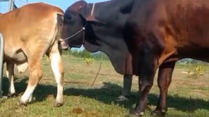Bull Master Cow Meeting Toro Apareandose con una Vaca