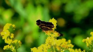 Temple Song Hearts - XIV Album | Sri Chinmoy's music | Spiritual music | Meditation music | Relax