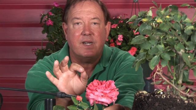 Growing Roses : How to Make Black Roses смотреть онлайн