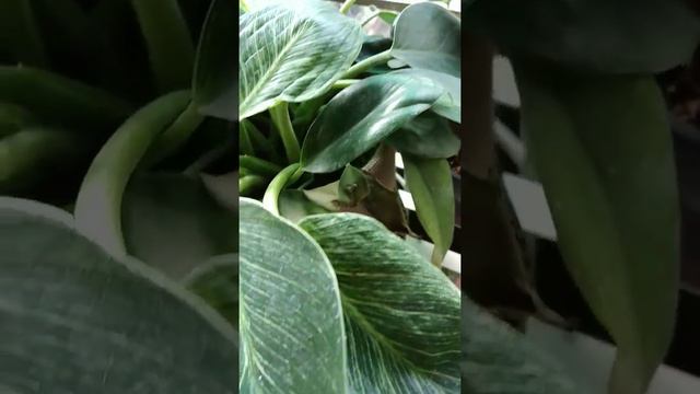 philodendron birkin