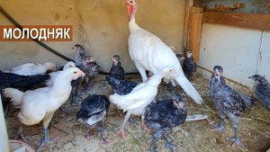 Цыплята и молодняк Гергебильской породы кур. Птицеводческое хозяйство Шамиля Тагирова
