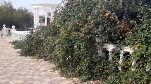 Территория апарт-отеля Акваделюкс, Крым, Севастополь, ноябрь 2019