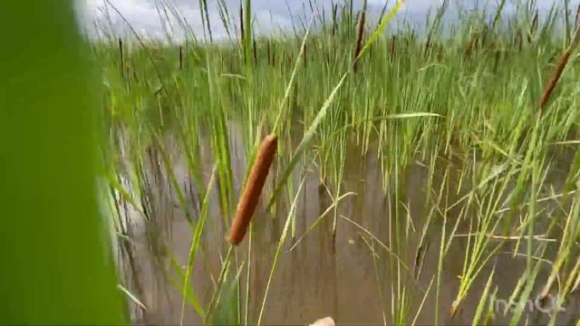 Оставили экраны на ночь в камышах и поймали смотреть онлайн