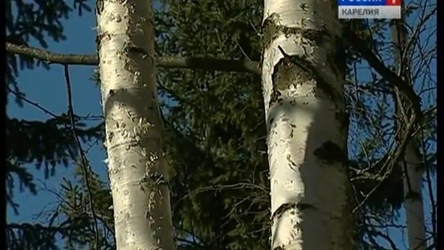 Берёзовый сок: Пить или не пить? смотреть онлайн