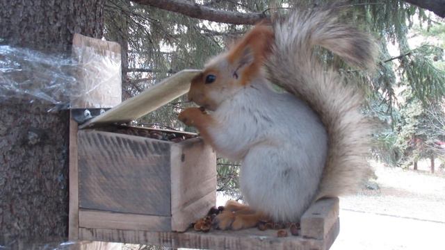 Белка ест орехи из кормушки смотреть онлайн