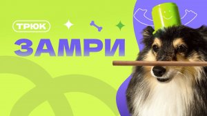 Трюк Замри, как научить собаку держать на носу и на голове? собака замирает