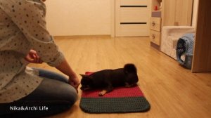 Немая дрессировка! Собака выполняет команды БЕЗ голоса! Умный чихуахуа Арчи.